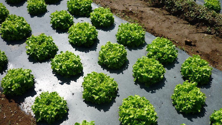 Agrotecnia